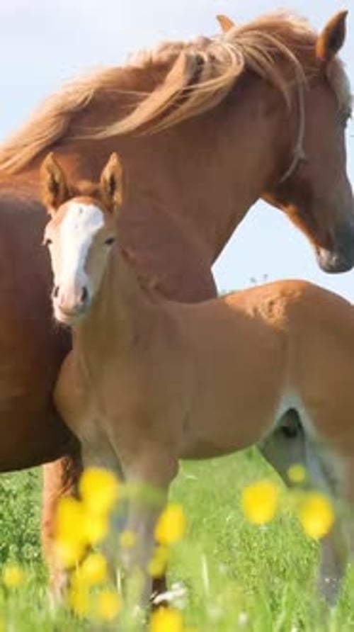 A Beautiful Red Horse is Eating Grass in a Summer Field with a Young Foal Vertical Video