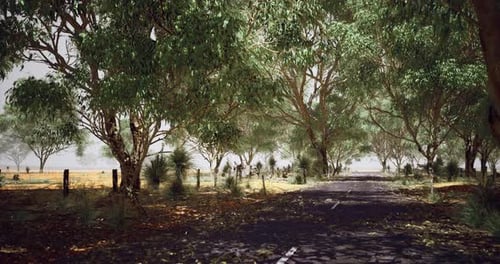 Scenic Rural Road Surrounded By Towering Trees on a Sunny Day