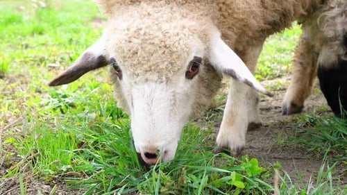 Geschorene Schafe ruhen sich auf einer Wiese aus und beobachten in aller Ruhe die Umgebung