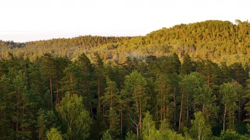 aerial of latvian green pine tree forest at sunset