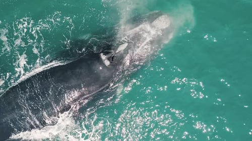 La ballena franca austral (Eubalaena Australis, madre y cría de la ballena franca austral) nadan cerca