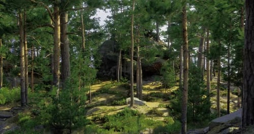 Sunlight Filtering Through Trees in a Tranquil Forest Landscape Near Rocks