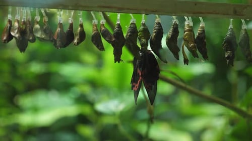 Im Arboretum hängen viele Puppen: Kokons mit Schmetterlingen