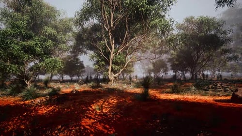 Serene Australian Outback Landscape with Trees and Earthy Red Soil at Dawn