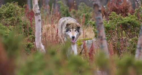 Wild Male Wolf Walking in the Grass in the Forest