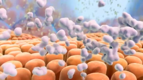 3D Animation of Cellular Absorption Process