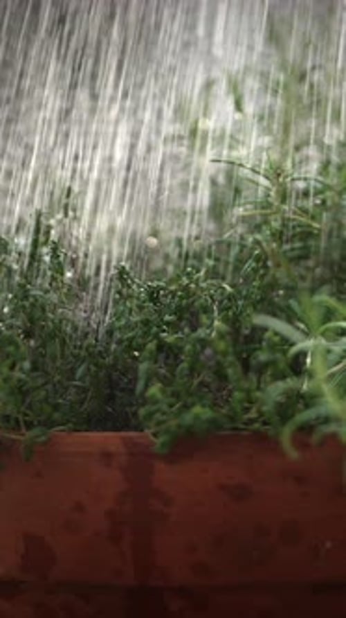 Un magnifique jardin d'herbes aromatiques florissant même dans des conditions pluvieuses de l'environnement naturel