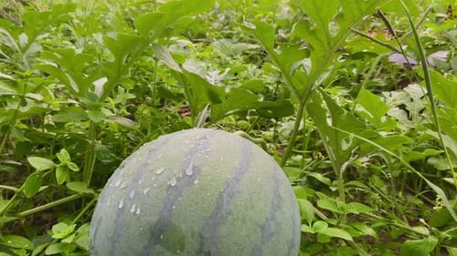 frische junge Wassermelonenfrucht auf dem Bauernhof