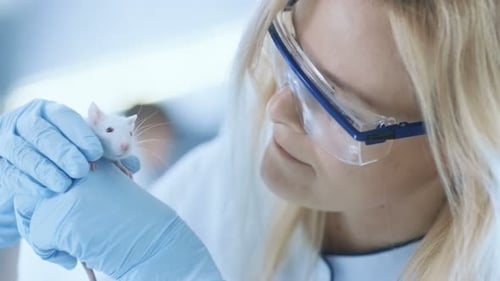 Medical Research Scientist Holds Laboratory Mouse. She Works in a Bright and Modern Laboratory.