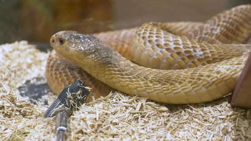 Eine Nahaufnahme einer Schlange, die ihre Zunge zeigt, während sie in einem Terrarium in einem Zoo gleitet und sich umdreht