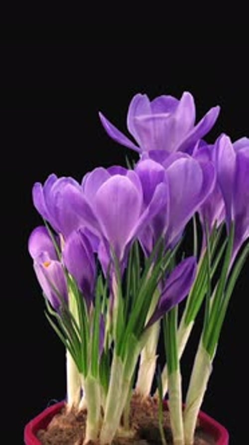 Time Lapse of Crocus Flowers Blooming