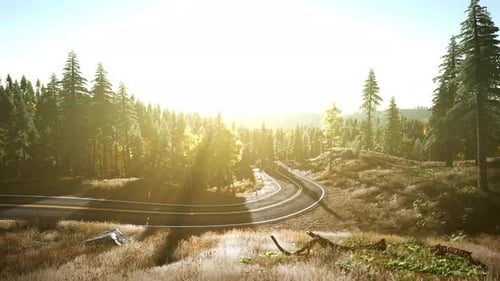 A Serene Forest Road at Sunset