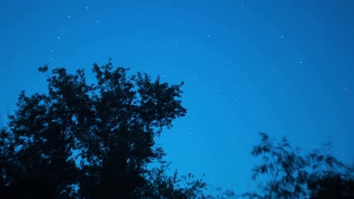 Étoiles en mouvement dans le ciel nocturne au-dessus des arbres Lapa de temps