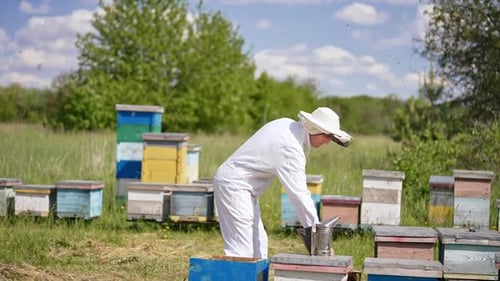 Mann in weißer Kleidung benutzt Raucher gegen Bienen. Insekten schwärmen um den Imker herum