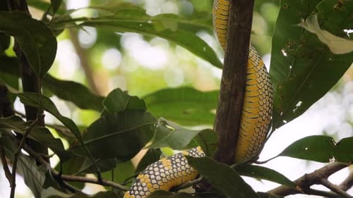 Wild viper snake on branch in Sumatran rainforest - moving camera slow motion