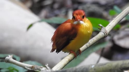 an Oriental dwarf kingfisher or Ceyx erithaca bird is perched on a bamboo branch