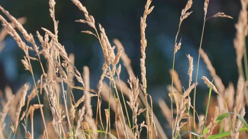 The scenic view of the delicate ears of grass on the dark background, creating a serene and peaceful