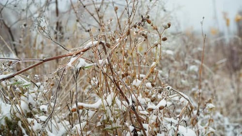 Close Up of Dry Grass Stems Covered With Snow and Frost in Winter Scene
