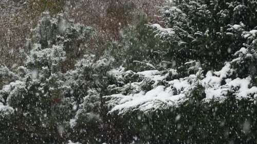 Snow Falling on Evergreen Trees in Forest