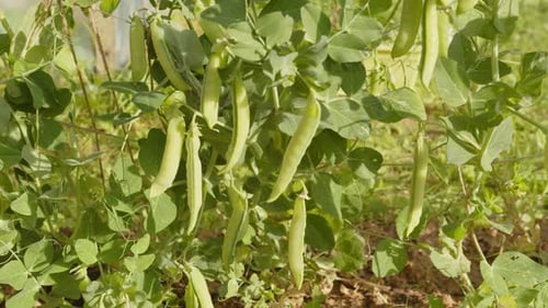 Pods of green peas growing in vegetable garden