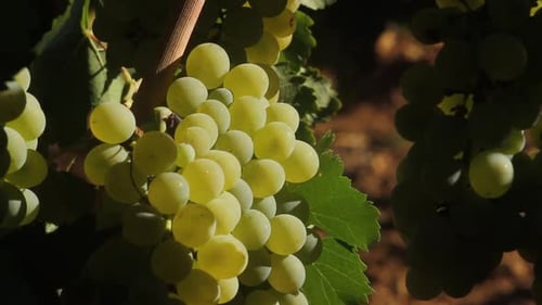 Grapes on the vine in Vineyard
