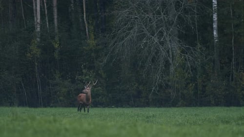Deer Standing in Rural Meadow Near Woodland
