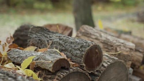 Firewood Logs Scene Autumn Forest with Stacked Logs Pile of Firewood in Wooded Setting Forest Scene