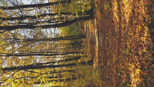 Autumn Forest Lit By the Rays of the Sun