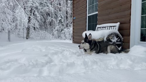 Beautiful Husky laying in the snow on the porch of cabin in the woods. Dog with heavy coat enjoys la
