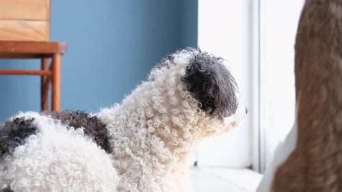 Cute White Dog Looking to the Right