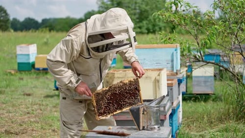 Farmer holds the frame in hands. Beekeeper holding beehive frame.