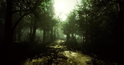 Misty Forest Path at Dawn with Soft Sunlight Filtering Through Leaves