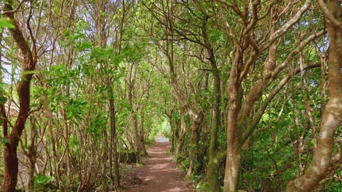 Spaziergang durch einen Waldweg, umgeben von Bäumen mit grünem Laub. Warmer sonniger Tag im Sommer. Slo