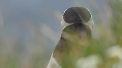 Close up of a puffin in Iceland on a windy day with green grass moving on the foreground