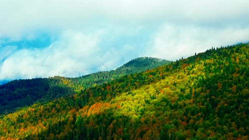 Forêt 4k