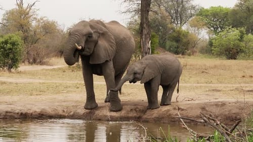 Mother Elephant and Baby Drinking at Watering Hole