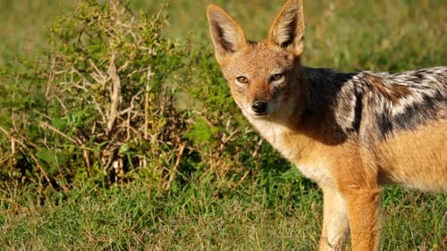 Profile shot of a black-backed jackal looking directly at the camera before turning away and wanderi