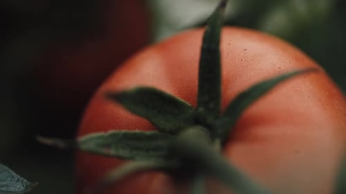 Red Tomato on Vine in Garden Setting