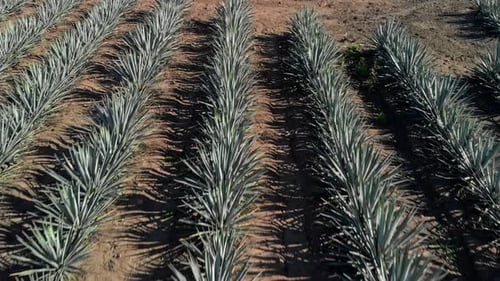 Aerial View of Agave Field on Sunny Day