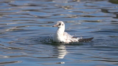 Möwentauchen im Wasser, Schweden