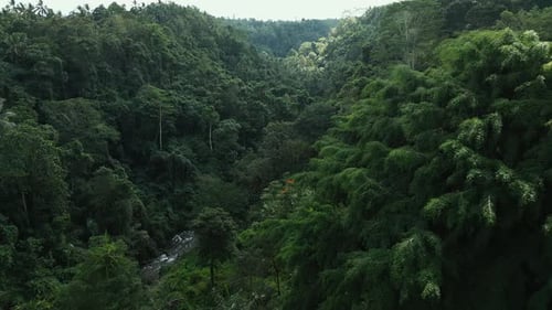 Aerial View on Forest Nature and Green Wood Trees in Landscape of Mountain Hills