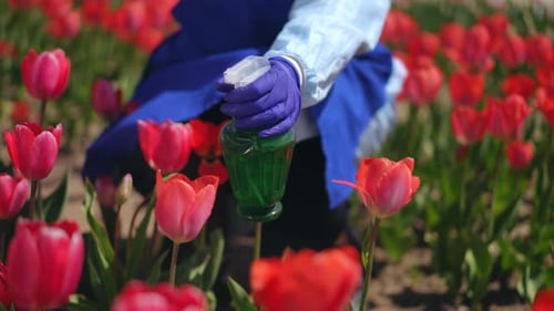 A Gardener Enthusiastically Spraying Vibrant Tulips in a Gorgeous Blooming Field of Flora
