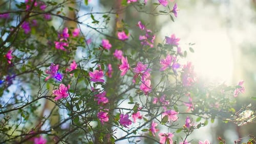 Blooming Pink Flowers on Tree Branch