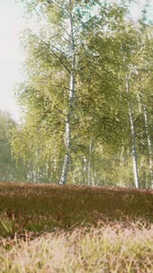Summery Birch Grove During a Foggy Sunrise