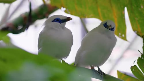 Pair of Bali Myna Birds Resting on Branch