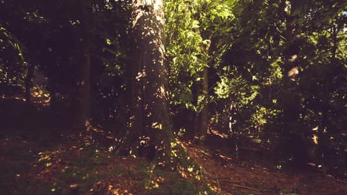 Sunlight Filters Through Dense Foliage in a Serene Forest Setting