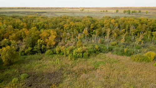 Aerial View of Yellow Forest and Field in Autumn Time Flight Over the Forest in Fall Season