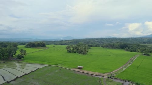 Stunning aerial view of lush green rice fields stretching towards distant mountains.