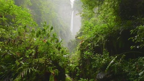 Hidden Waterfall in Lush Rainforest of Costa Rica