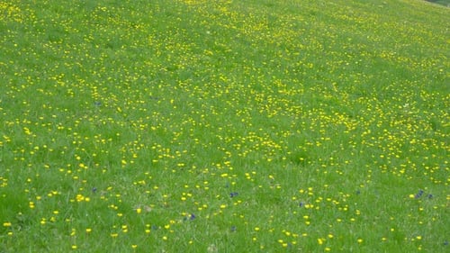 Beautiful wild yellow flowers blooming in spring, wide pan